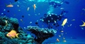Los Jardines del Rey y su atractivo mundo submarino
