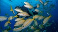 Explorando las maravillas submarinas de Cuba: Centro Internacional de Buceo Faro Luna