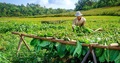 “Tierra, tabaco y sol” un circuito de Havanatur