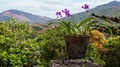 Descubre un paraíso entre orquídeas y cascadas: Soroa junto a Ecotur