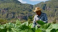 La Ruta del Tabaco tendrá un hotel de alto estándar en Pinar del Río